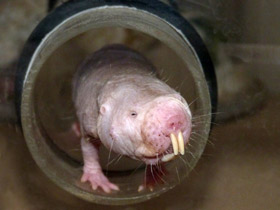 Голый землекоп