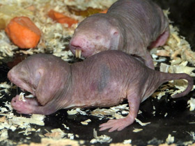 Фото Голый землекоп