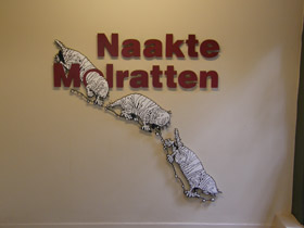 Фото Голый землекоп