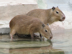 Смотреть фото Капибара Фото Капибара