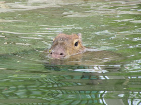 Смотреть фото Капибара Фото Капибара