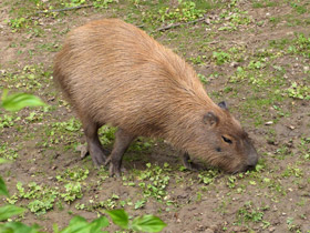 Смотреть фото Капибара: властелин травы Фото Капибара: властелин травы