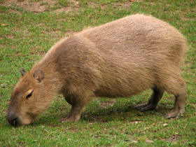 Смотреть фото Капибара: властелин травы Фото Капибара: властелин травы