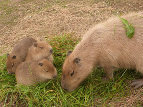 Смотреть фото Капибара: властелин травы Фото Капибара: властелин травы
