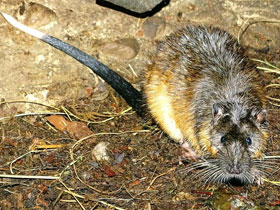 Фото Златобрюхая бобровая крыса