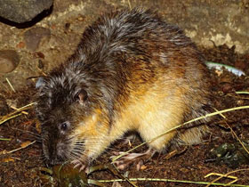 Златобрюхая бобровая крыса Златобрюхая бобровая крыса