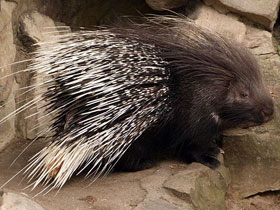 Фото Южноафриканский дикобраз