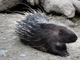 Малайский дикобраз Малайский дикобраз