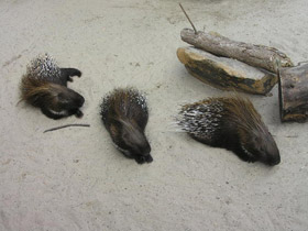 Фото Индийский дикобраз