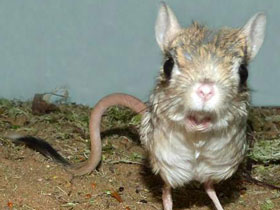 Египетский тушканчик Египетский тушканчик