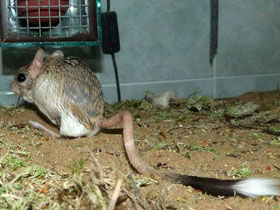 Фото Египетский тушканчик