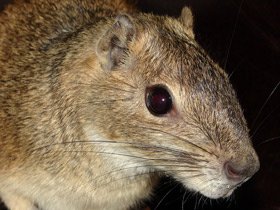 Смотреть фото Моко Фото Моко