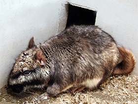 Смотреть фото Равнинная вискача Фото Равнинная вискача