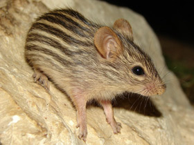 Фото Полосатая мышь