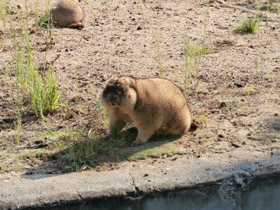 Смотреть фото Байбак Фото Байбак