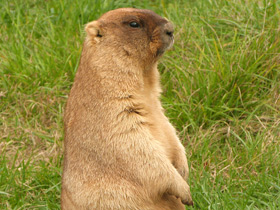 Байбак Байбак