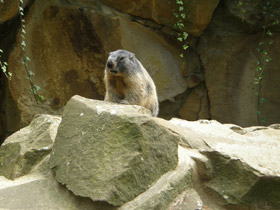 Фото Альпийский сурок