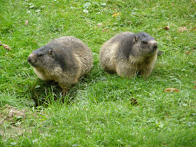 Фото Альпийский сурок