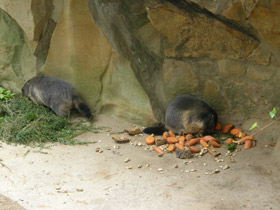 Альпийский сурок Альпийский сурок