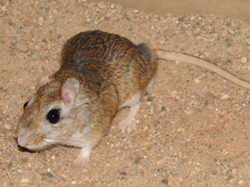 Смотреть фото Тамарисковая песчанка Фото Тамарисковая песчанка