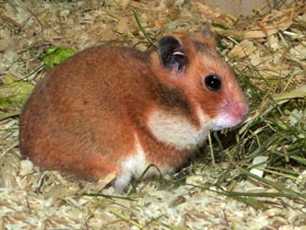 Смотреть фото Сирийский хомячок: обыкновенный зверек с необыкновенной историей Фото Сирийский хомячок: обыкновенный зверек с необыкновенной историей