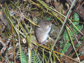 Смотреть фото Мышь-малютка Фото Мышь-малютка