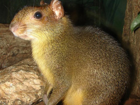 Пунчана Пунчана