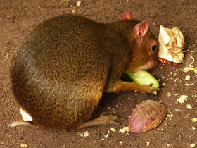 Фото Пунчана