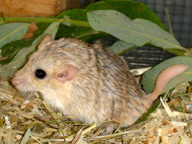 Фото Зачем животным хвосты. 10 чудесных функций