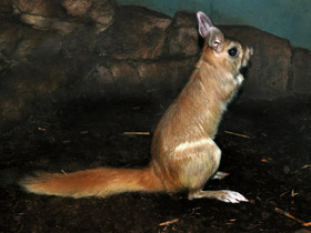 Смотреть фото Долгоног: прыгун под «псевдонимом» Фото Долгоног: прыгун под «псевдонимом»