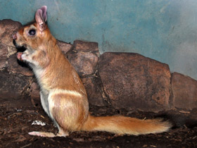 Смотреть фото Долгоног: прыгун под «псевдонимом» Фото Долгоног: прыгун под «псевдонимом»