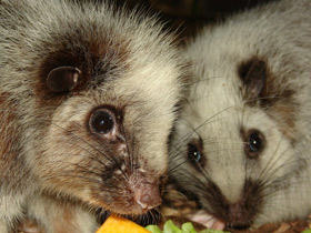 Облачная крыса