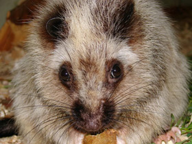 Фото Облачная крыса