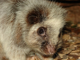 Фото Облачная крыса