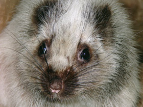 Фото Облачная крыса