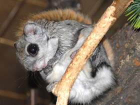 Белка-летяга Белка-летяга