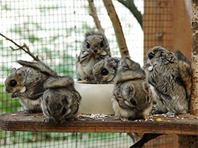 Фото Белка-летяга