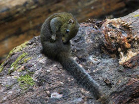 Фото Желтогорлая белка