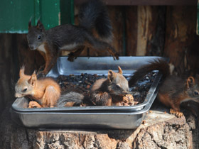 Фото Обыкновенная белка