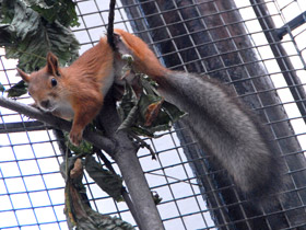 Фото Обыкновенная белка