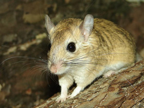 Пушистохвостая песчанка Пушистохвостая песчанка