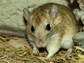 Пушистохвостая песчанка Пушистохвостая песчанка