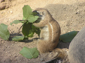 Капская земляная белка Капская земляная белка