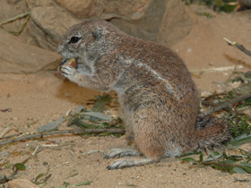 Фото Капская земляная белка