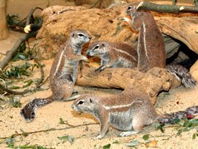 Капская земляная белка Капская земляная белка