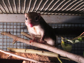 Смотреть фото Обыкновенная тупайа Фото Обыкновенная тупайа