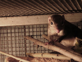 Смотреть фото Обыкновенная тупайа Фото Обыкновенная тупайа