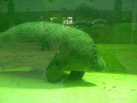 Фото Американский ламантин