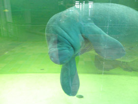 Фото Американский ламантин