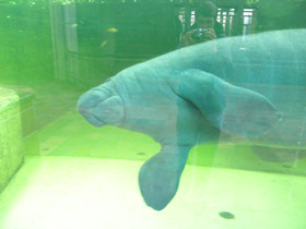 Фото Американский ламантин